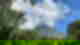 Bright green trees with green volcano in the near distance, shrouded by white clouds in a blue sky
