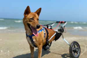 Fudge the dog on the beach in her wheelchair