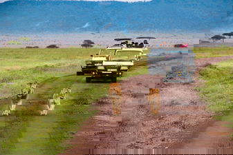 Kenya Safari truck with lions