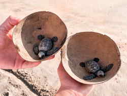 Travellers holding baby turtles in Mexico