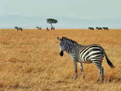 Zebra in Africa