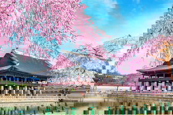 Gyeongbokgung Palace with Cherry Blossom in South Korea