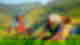 Two women with headscarfs and baskets picking tea leaves in a lush green valley on a sunny day