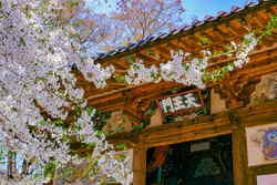 Pink cherry blossom next to a temple in South Korea