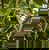 Three-toed sloth sleeping in Costa Rica rainforest