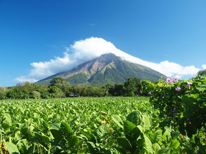 Bright green crops facing trees and lush mountain covered with a white cloud over a bright blue sky
