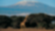 Giraffe walking in front of view of Mount Kilimanjaro in Tanzania